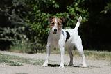 PARSON RUSSEL TERRIER 097